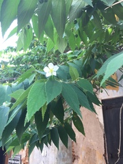 Muntingia calabura