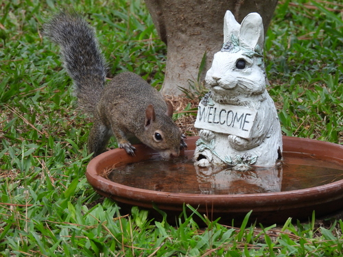Bayou Gray Squirrel