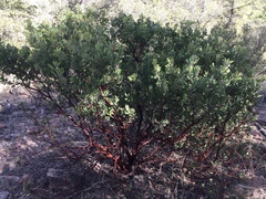 Arctostaphylos pringlei