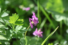Corydalis conorhiza