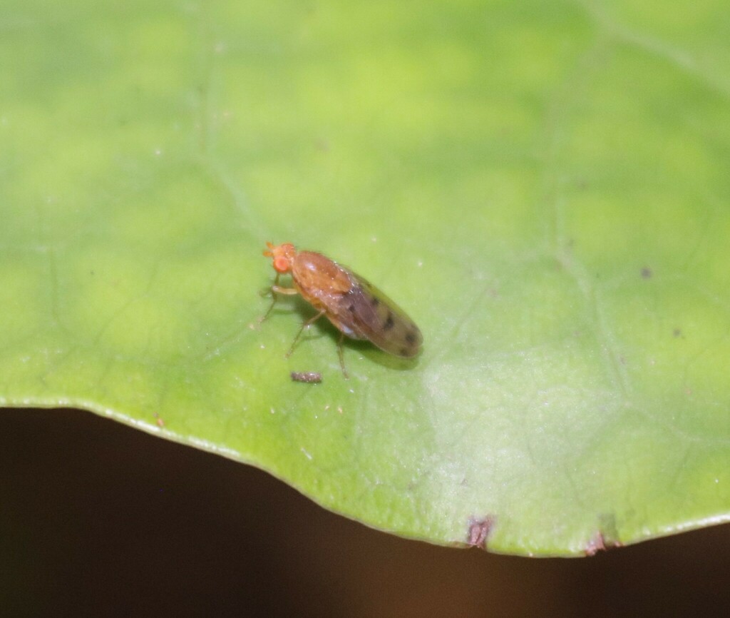 Allophylopsis chathamensis