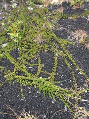 Coprosma ernodeoides