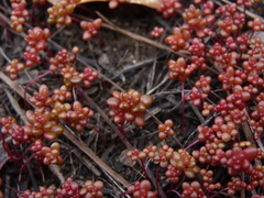 Sedum smallii