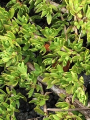 Coprosma ernodeoides