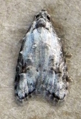 Copromorphoidea