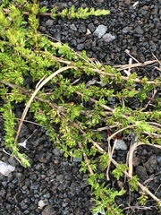 Coprosma ernodeoides