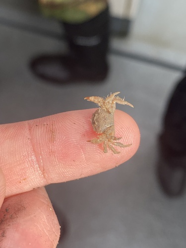 Hairy Crab, Bristol Channel, Wales, GB, photo 9 of 10