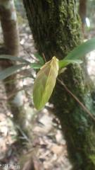 Bulbophyllum auriflorum image