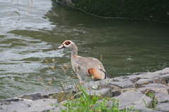 Alopochen aegyptiaca