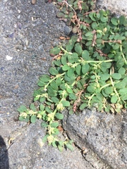 Euphorbia thymifolia