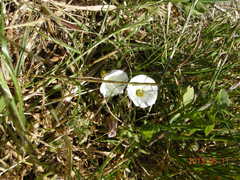 Calystegia subacaulis