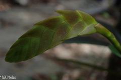 Bulbophyllum auriflorum image