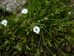 Mononeuria uniflora