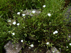 Mononeuria uniflora