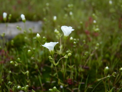 Mononeuria uniflora