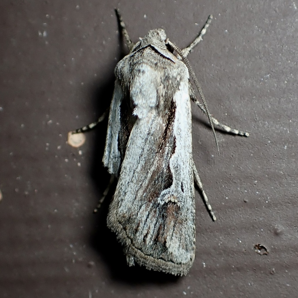 Euxoa hollemani