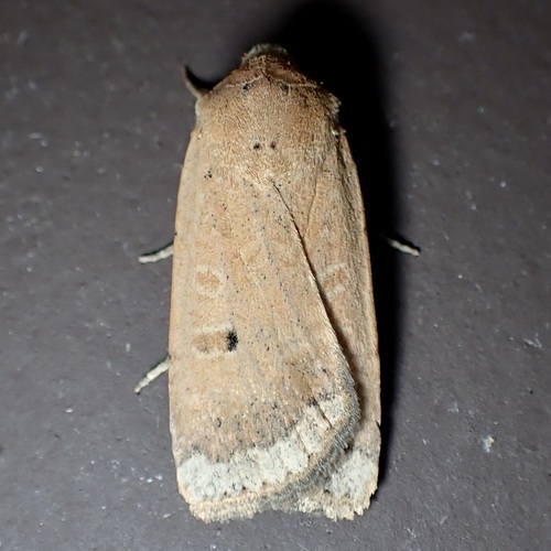 Well-marked Cutworm Moth photo 5