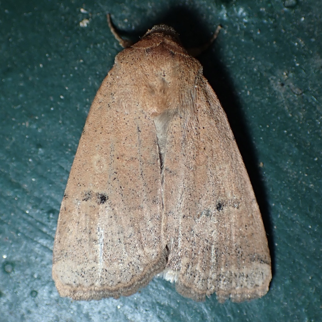 Well-marked Cutworm Moth