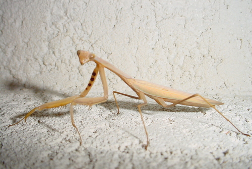 Paramantis prasina