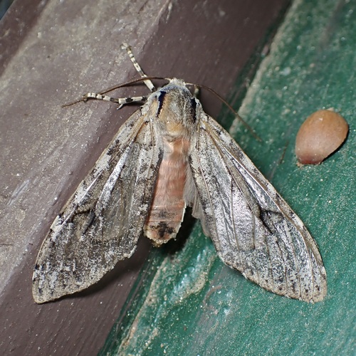 Mottled Glassy-wing photo 3