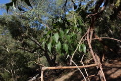 Brachychiton populneus populneus