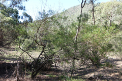 Dodonaea viscosa angustissima