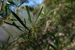 Dodonaea viscosa angustissima