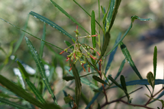 Dodonaea viscosa angustissima
