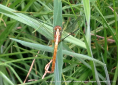 Sympetrum gilvum