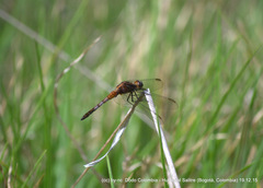 Erythrodiplax abjecta