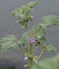 Malva nicaeensis