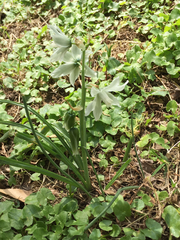 Ornithogalum nutans