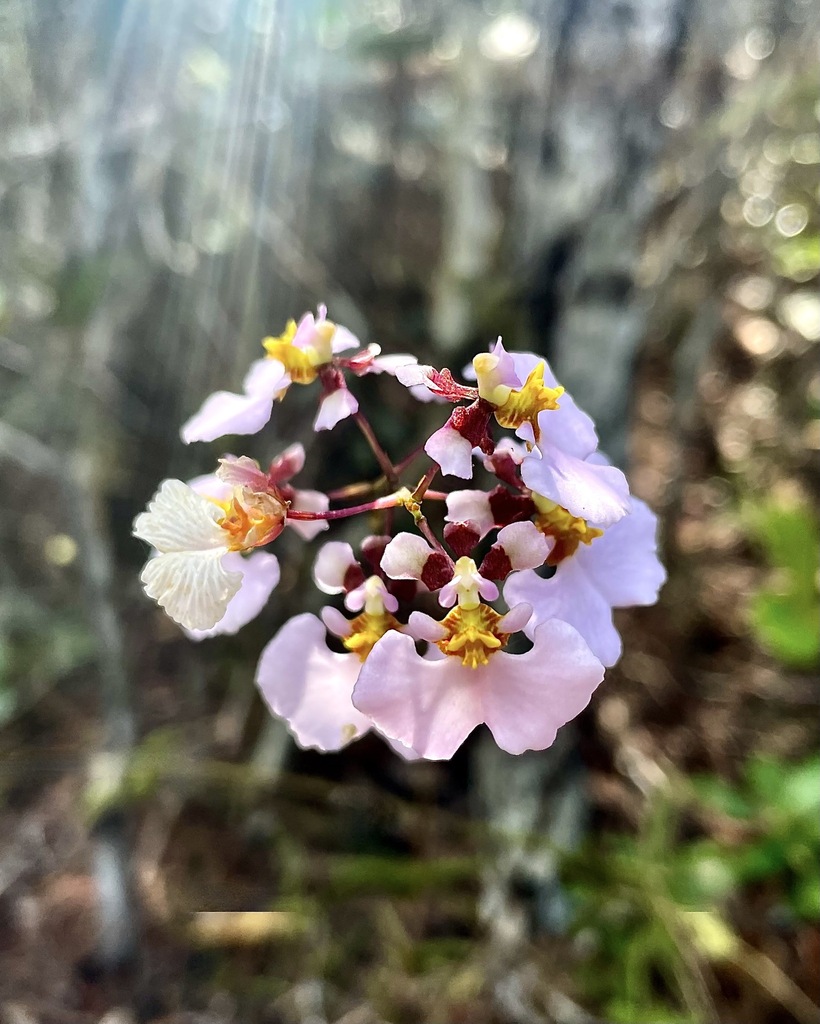 Tolumnia sylvestris