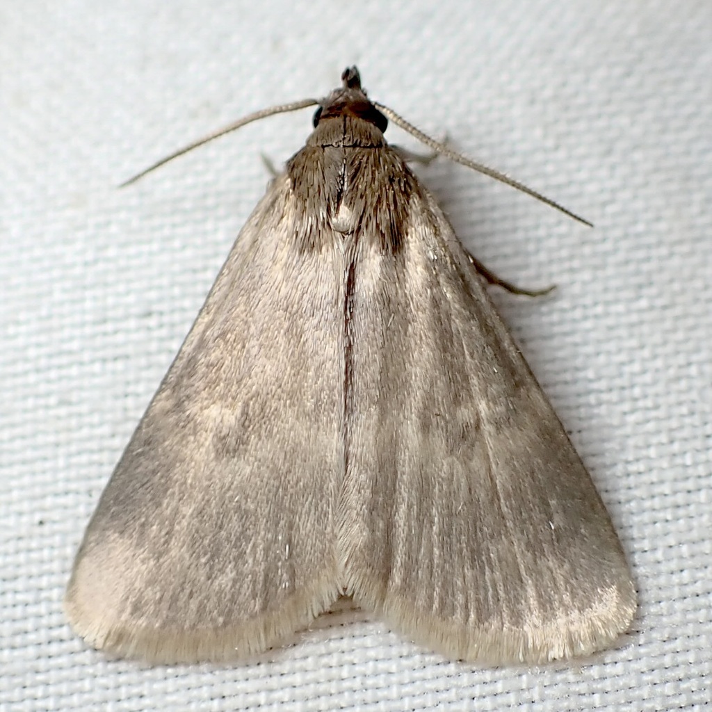 Idia parvulalis