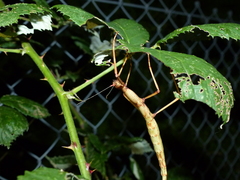 Acanthoxyla inermis