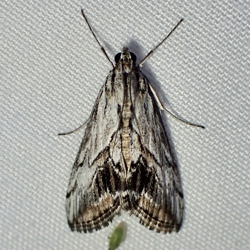 Streaked Evergestis photo 2