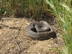 Crotalus oreganus helleri