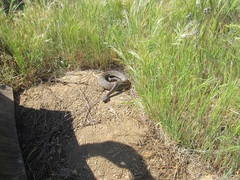 Crotalus oreganus helleri