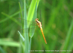 Sympetrum gilvum