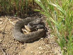 Crotalus oreganus helleri