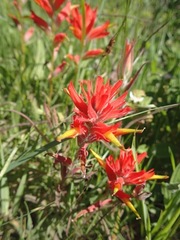 Castilleja affinis