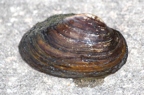 Giant Floater (Freshwater Mussels of the French Creek Watershed ...