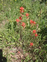 Castilleja affinis