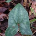 Asarum arifolium callifolium - Photo (c) Will McFarland, algunos derechos reservados (CC BY), subido por Will McFarland