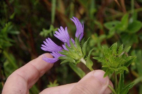 Image of Stokesia laevis by (c) Eric Knight, some rights reserved (CC BY)