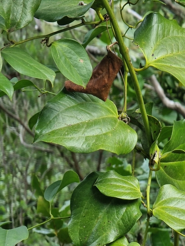 Smilax canariensis (Smilax canariensis)