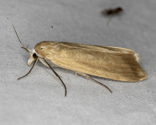 Scirpophaga imparellus (Meyrick, 1878)