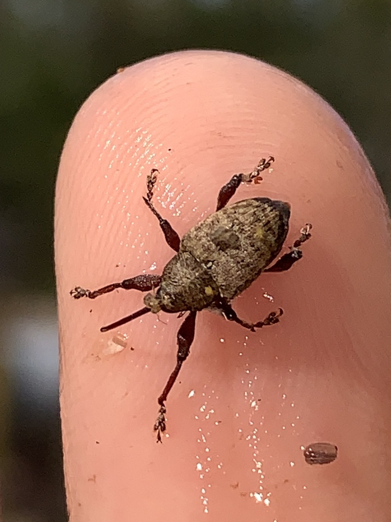 Nut and acorn weevils from cr 193 alvin tx us on october 12 2023 at
