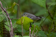 Cerulean Warbler photo 5