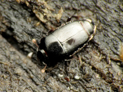 Platylomalus aequalis